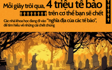 Mỗi giây, 4 triệu tế bào trên cơ thể bạn sẽ chết: Các nhà khoa học đang đi vào "nghĩa địa của các tế bào" để tìm hiểu tại sao lại vậy?